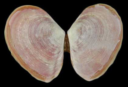 Macoma balthica