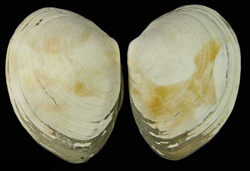 Macoma inquinata