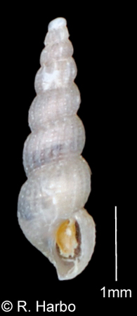 Aclis shepardiana