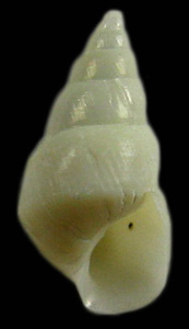 Brachystomia angularis