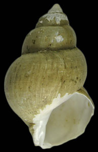 Buccinum viridum