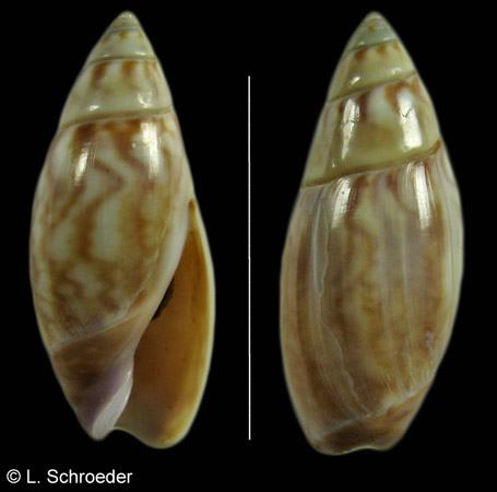 Callianax alectona