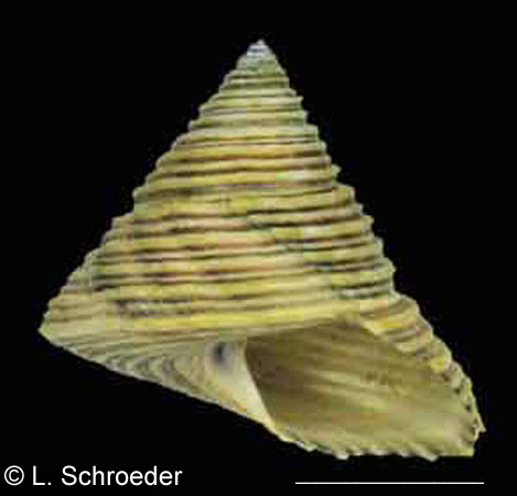 Calliostoma canaliculatum