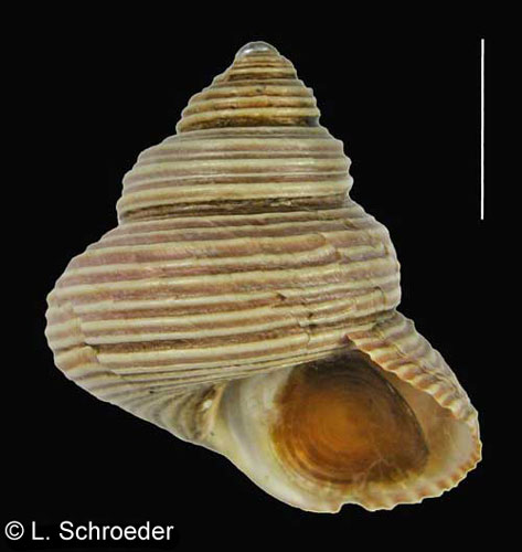 Calliostoma ligatum