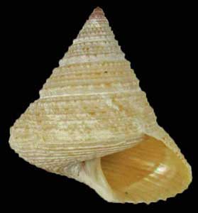 Calliostoma variegatum