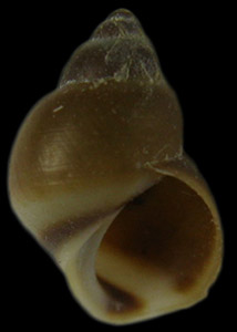 Lacuna vincta