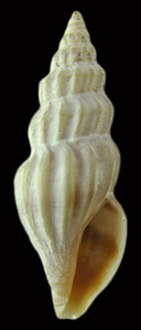 Mangelia crebricostata