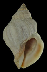 Nucella lamellosa