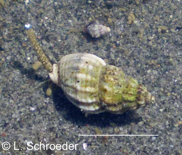 Reticunassa fratercula