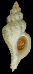 Scabrotrophon maltzani