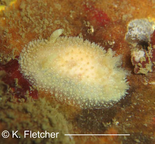 Acanthodoris atrogriseata