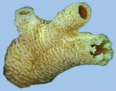 Zirfaea pilsbryi